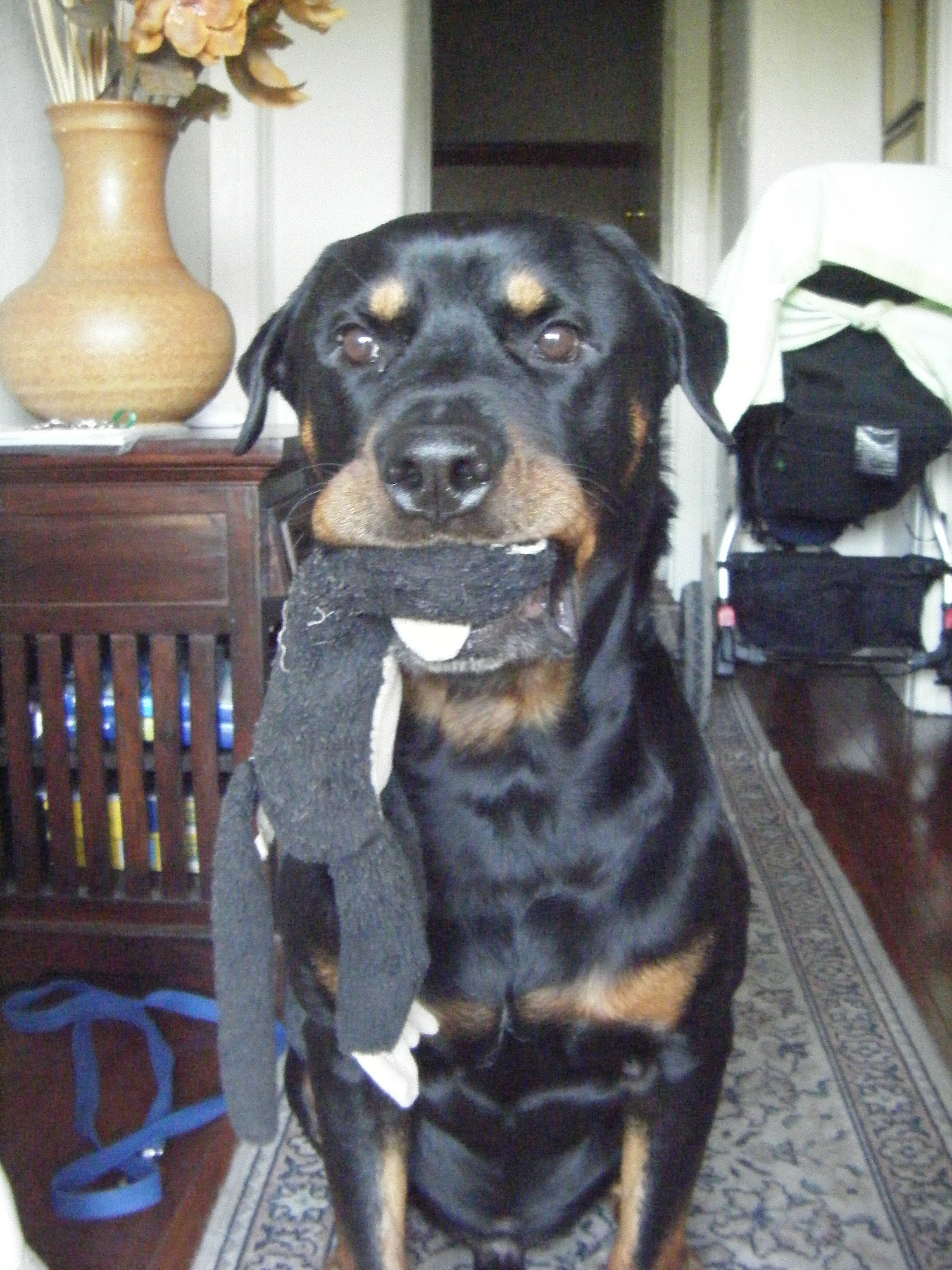 Goodbye Atticus, everyone loved you