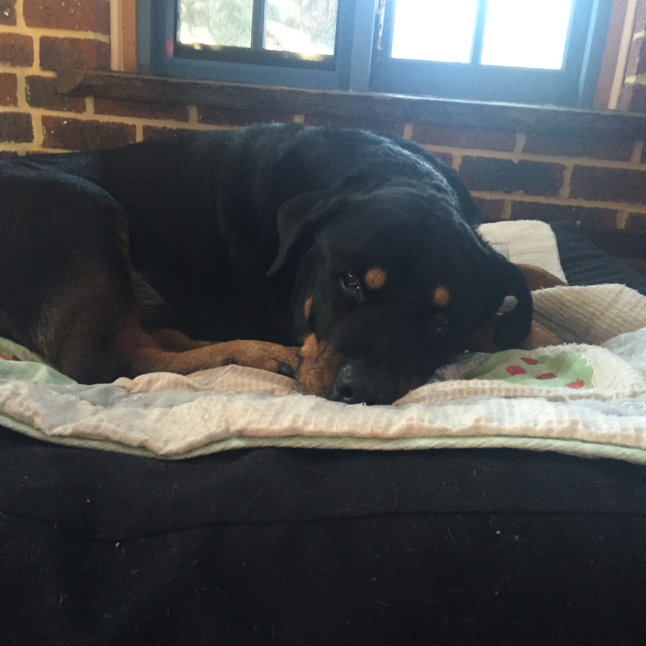 Goodbye Atticus, everyone loved you