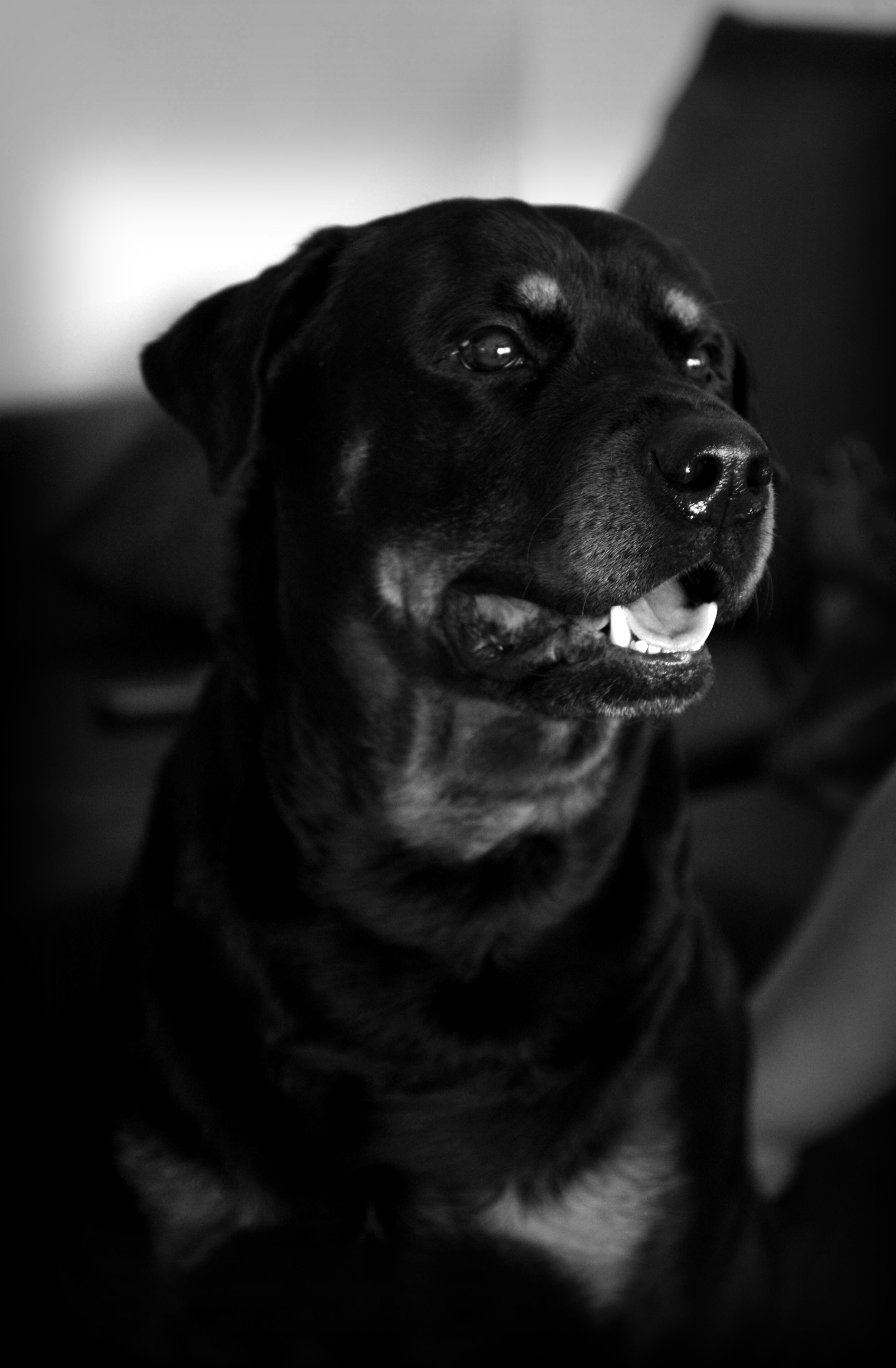 Goodbye Atticus, everyone loved you